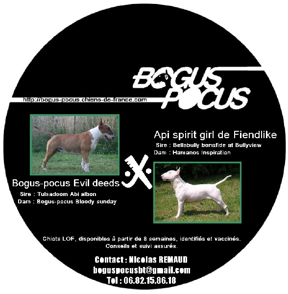 Bogus-Pocus - Bull Terrier - Portée née le 21/09/2011